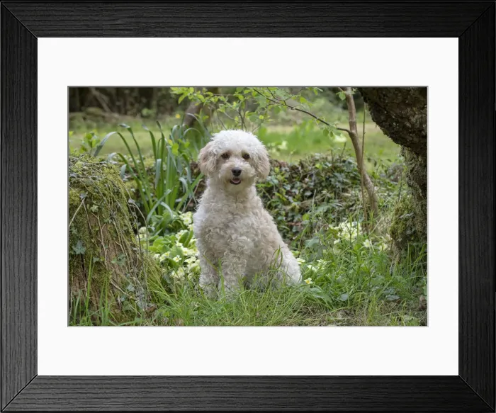 Framed Print : Picture No. 12479291 Framed Print : Picture No. 12479291