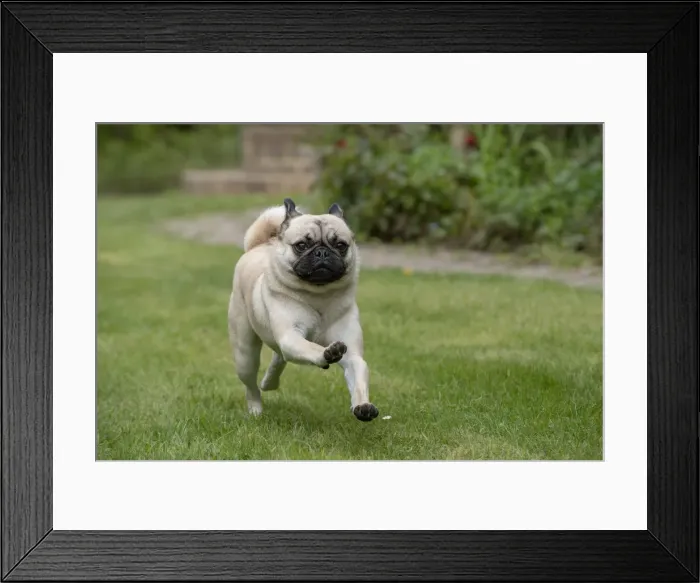 Framed Print : Picture No. 12479292 Framed Print : Picture No. 12479292