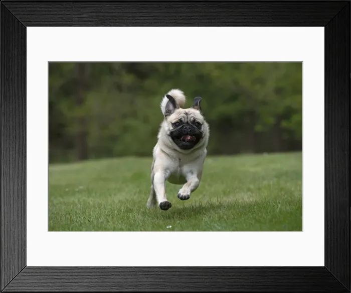Framed Print : Picture No. 12479294 Framed Print : Picture No. 12479294