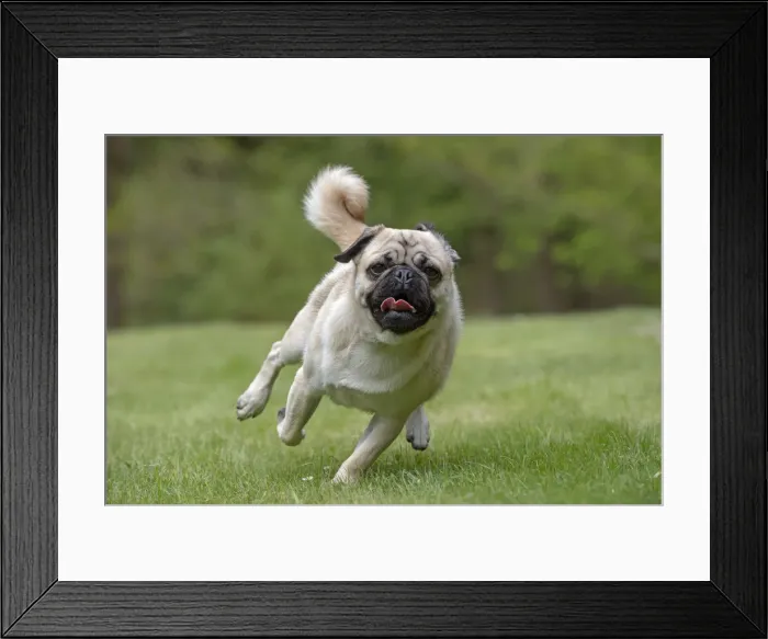 Framed Print : Picture No. 12479295 Framed Print : Picture No. 12479295