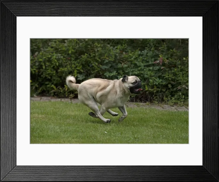 Framed Print : Picture No. 12479296 Framed Print : Picture No. 12479296