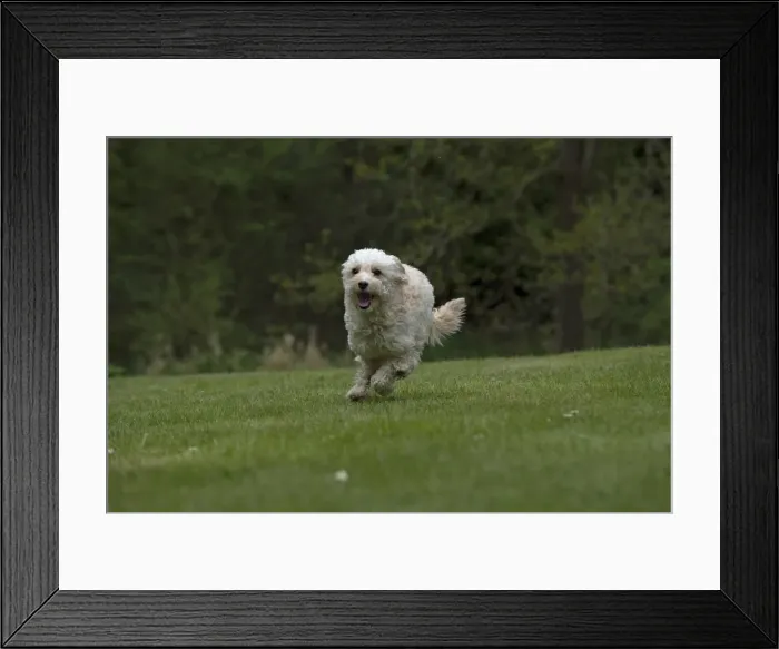 Framed Print : Picture No. 12479298 Framed Print : Picture No. 12479298