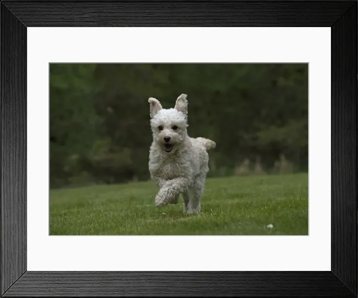 Framed Print : Picture No. 12479299 Framed Print : Picture No. 12479299