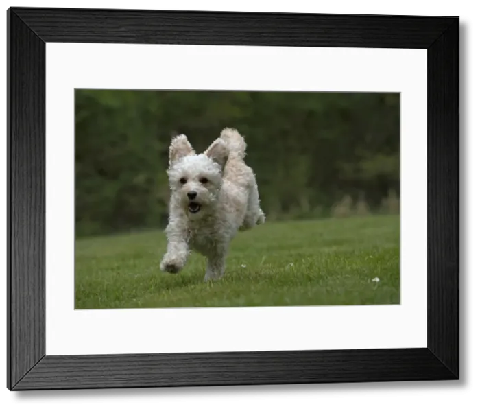 Framed Print : Picture No. 12479300 Framed Print : Picture No. 12479300