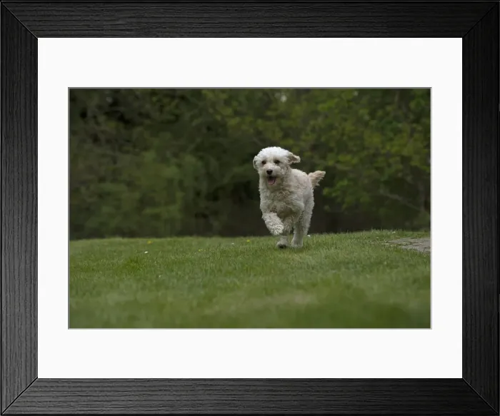 Framed Print : Picture No. 12479301 Framed Print : Picture No. 12479301