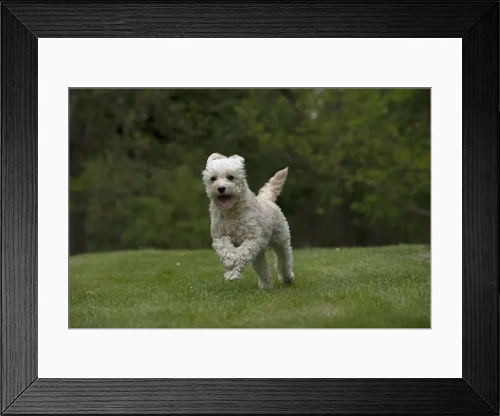 Framed Print : Picture No. 12479302 Framed Print : Picture No. 12479302