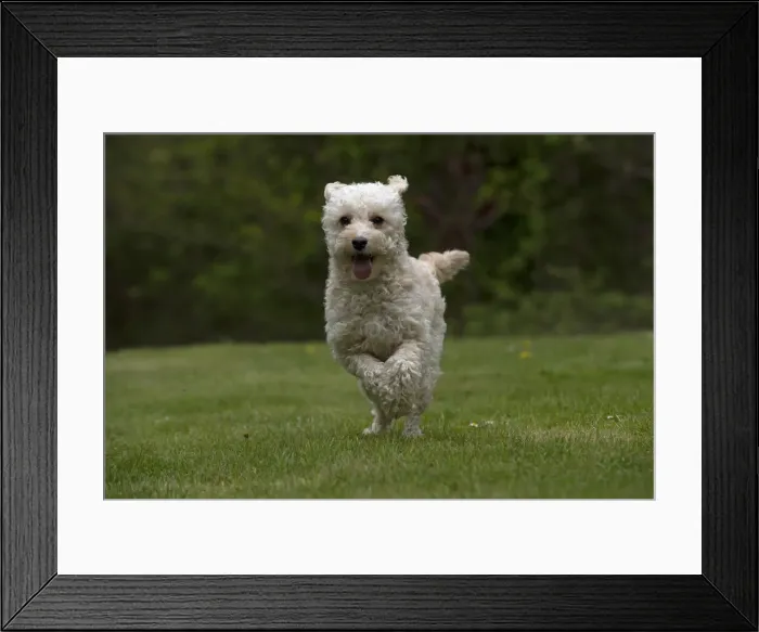 Framed Print : Picture No. 12479303 Framed Print : Picture No. 12479303