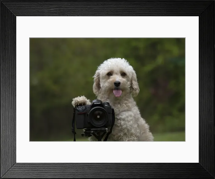 Framed Print : Picture No. 12479304 Framed Print : Picture No. 12479304