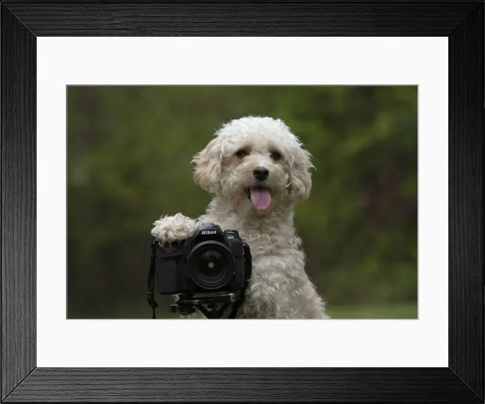 Framed Print : Picture No. 12479305 Framed Print : Picture No. 12479305