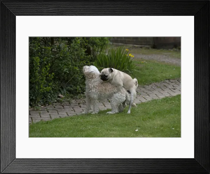 Framed Print : Picture No. 12479306 Framed Print : Picture No. 12479306