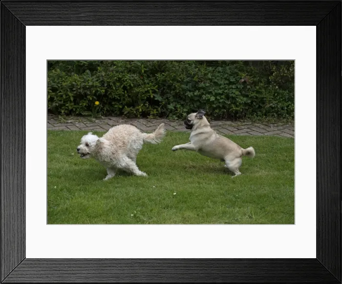 Framed Print : Picture No. 12479307 Framed Print : Picture No. 12479307