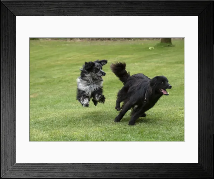 Framed Print : Picture No. 12479310 Framed Print : Picture No. 12479310