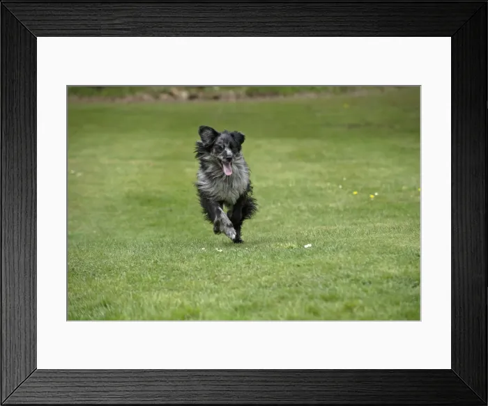 Framed Print : Picture No. 12479313 Framed Print : Picture No. 12479313