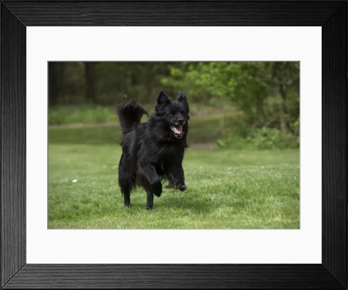 Framed Print : Picture No. 12479315 Framed Print : Picture No. 12479315