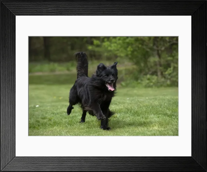 Framed Print : Picture No. 12479316 Framed Print : Picture No. 12479316