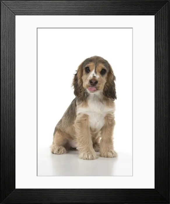 Framed Print : Picture No. 12479423 Framed Print : Picture No. 12479423