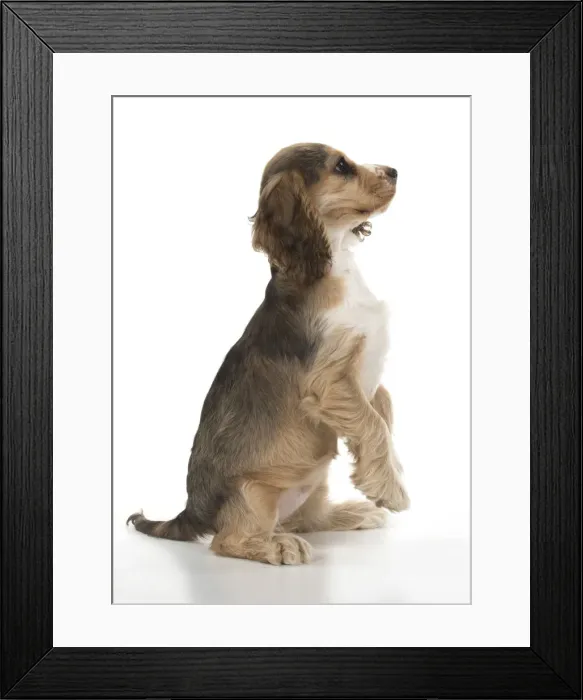 Framed Print : Picture No. 12479424 Framed Print : Picture No. 12479424