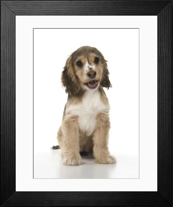 Framed Print : Picture No. 12479426 Framed Print : Picture No. 12479426