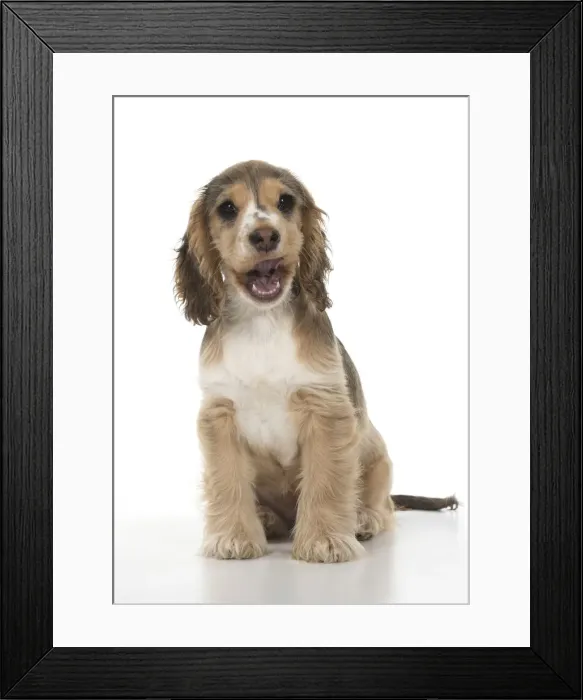 Framed Print : Picture No. 12479427