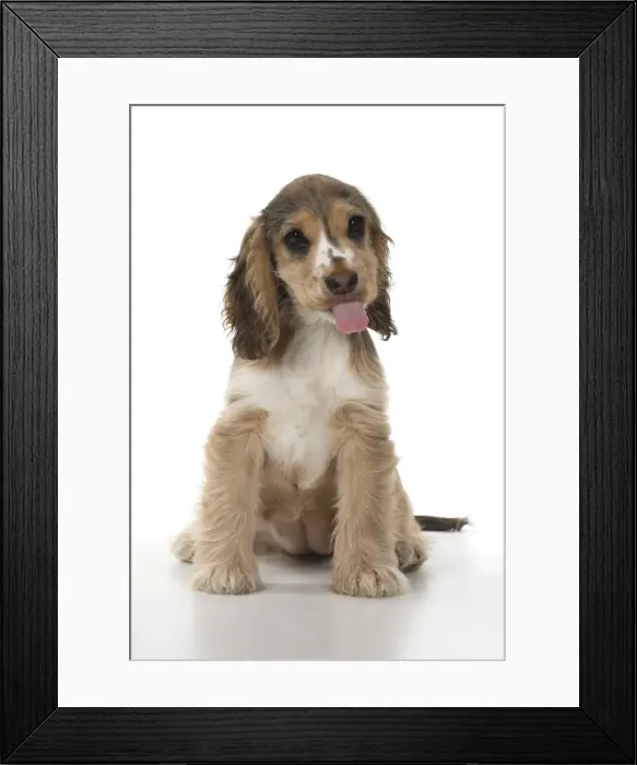 Framed Print : Picture No. 12479425 Framed Print : Picture No. 12479425