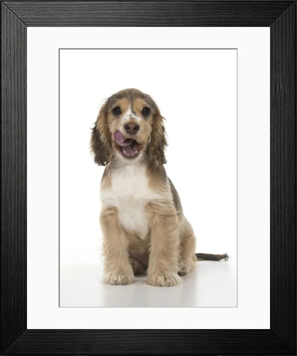 Framed Print : Picture No. 12479428 Framed Print : Picture No. 12479428