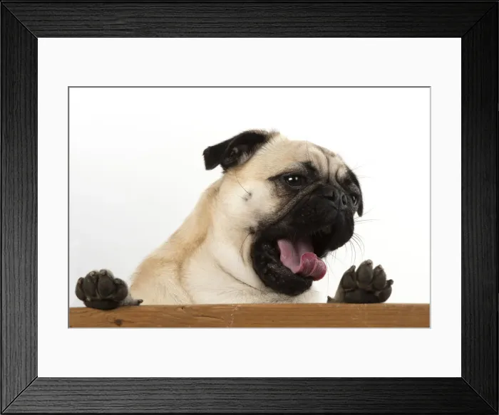 Framed Print : Picture No. 12479434