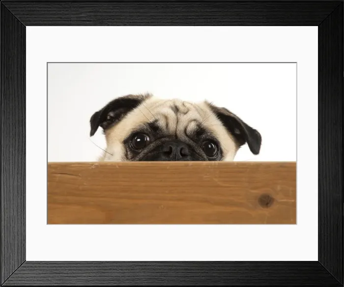 Framed Print : Picture No. 12479436 Framed Print : Picture No. 12479436