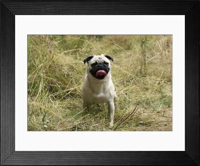 Framed Print : Picture No. 12479437 Framed Print : Picture No. 12479437