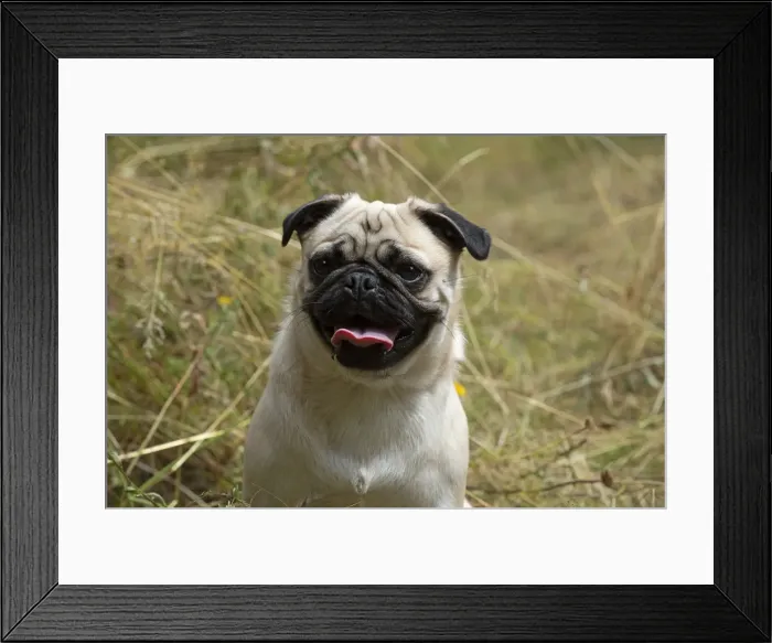 Framed Print : Picture No. 12479438 Framed Print : Picture No. 12479438