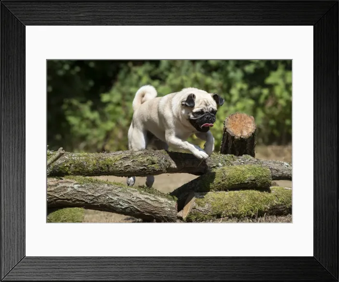 Framed Print : Picture No. 12479442 Framed Print : Picture No. 12479442
