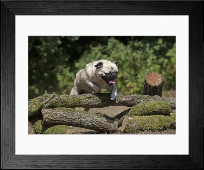 Framed Print : Picture No. 12479443