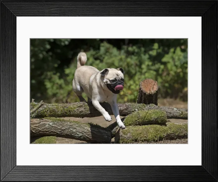 Framed Print : Picture No. 12479444 Framed Print : Picture No. 12479444
