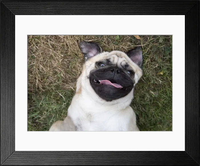 Framed Print : Picture No. 12479446 Framed Print : Picture No. 12479446