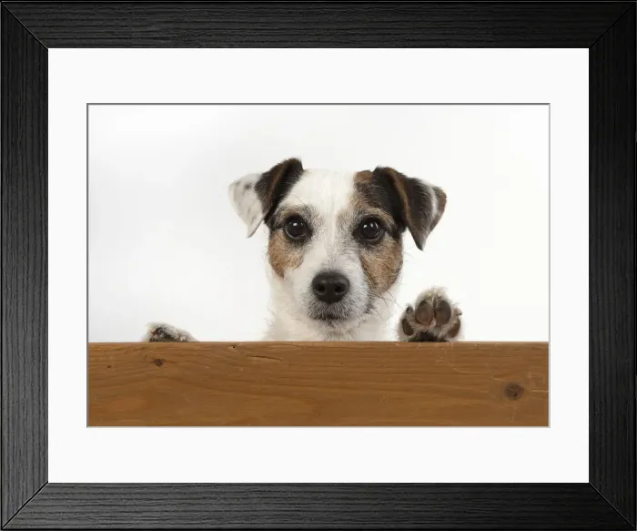 Framed Print : Picture No. 12479453 Framed Print : Picture No. 12479453