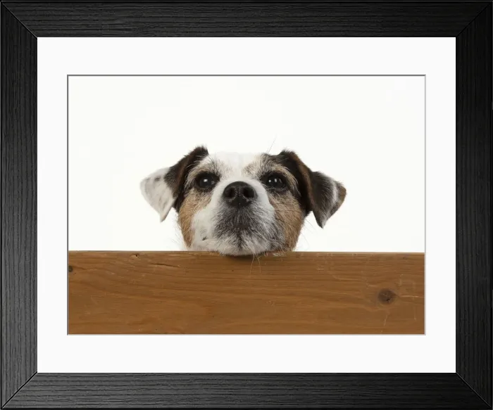 Framed Print : Picture No. 12479454 Framed Print : Picture No. 12479454