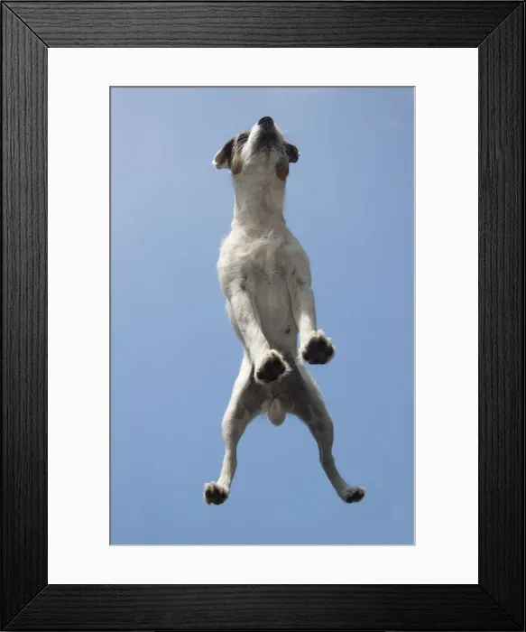 Framed Print : Picture No. 12479455 Framed Print : Picture No. 12479455