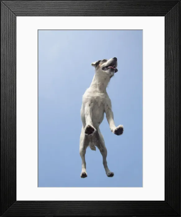 Framed Print : Picture No. 12479456 Framed Print : Picture No. 12479456