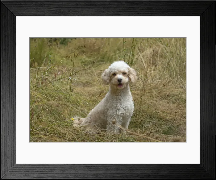 Framed Print : Picture No. 12479463 Framed Print : Picture No. 12479463