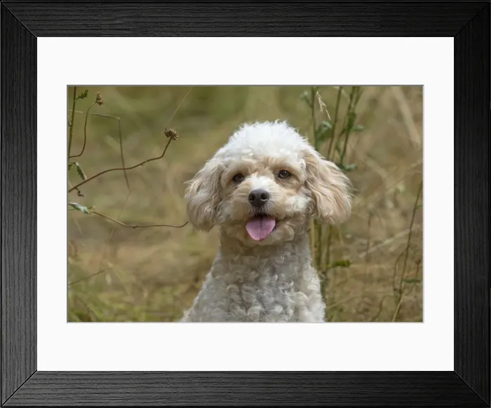 Framed Print : Picture No. 12479464 Framed Print : Picture No. 12479464