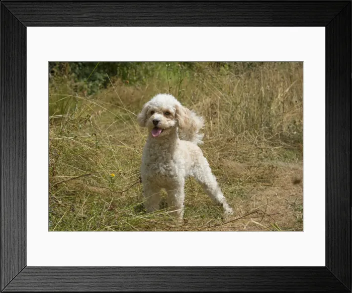 Framed Print : Picture No. 12479465 Framed Print : Picture No. 12479465