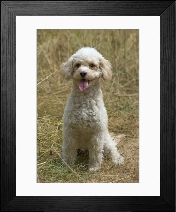 Framed Print : Picture No. 12479466 Framed Print : Picture No. 12479466