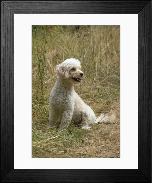 Framed Print : Picture No. 12479467 Framed Print : Picture No. 12479467