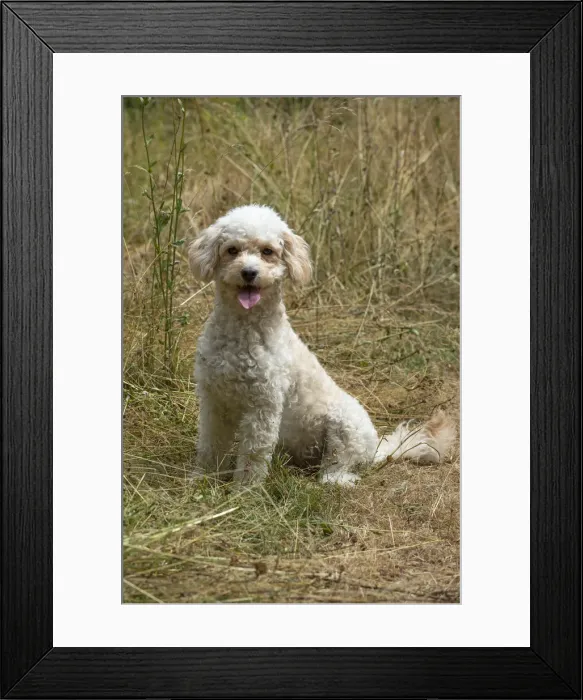 Framed Print : Picture No. 12479468 Framed Print : Picture No. 12479468