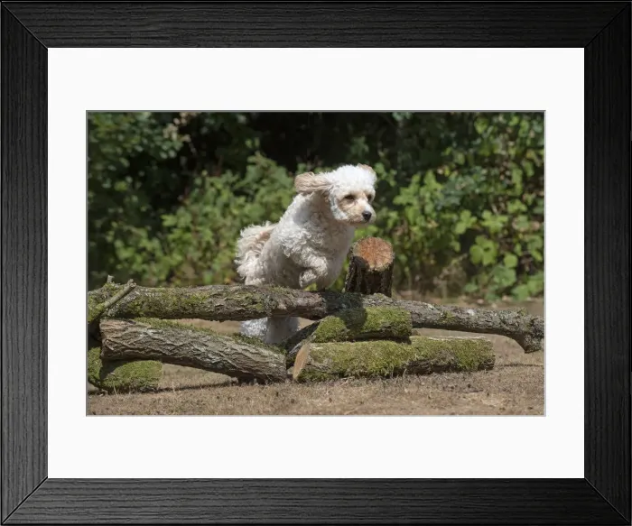 Framed Print : Picture No. 12479474 Framed Print : Picture No. 12479474