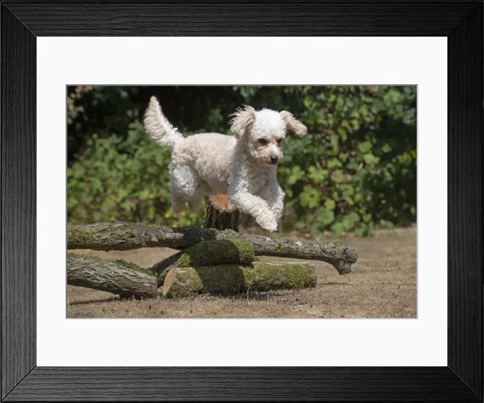 Framed Print : Picture No. 12479475 Framed Print : Picture No. 12479475