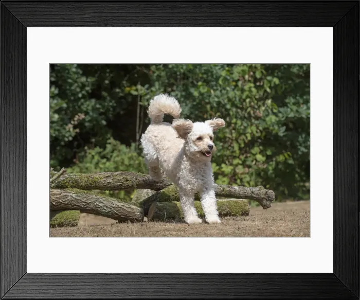 Framed Print : Picture No. 12479476 Framed Print : Picture No. 12479476