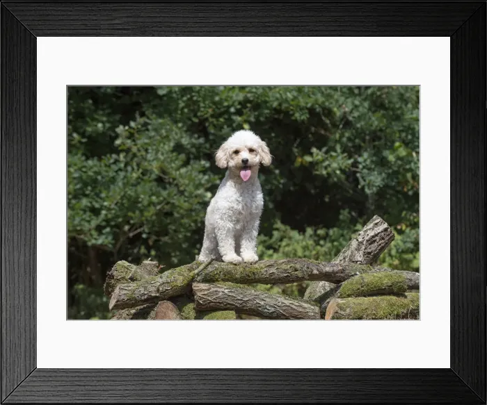 Framed Print : Picture No. 12479477 Framed Print : Picture No. 12479477