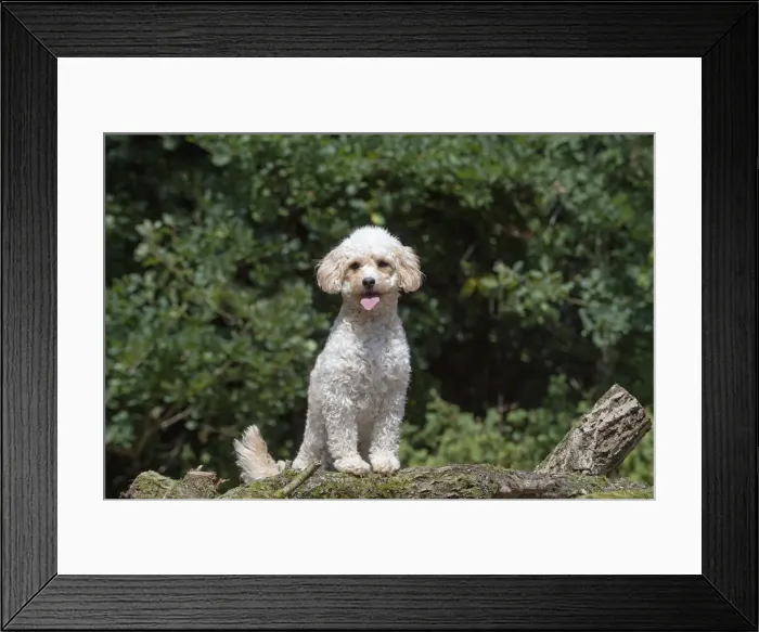 Framed Print : Picture No. 12479478 Framed Print : Picture No. 12479478