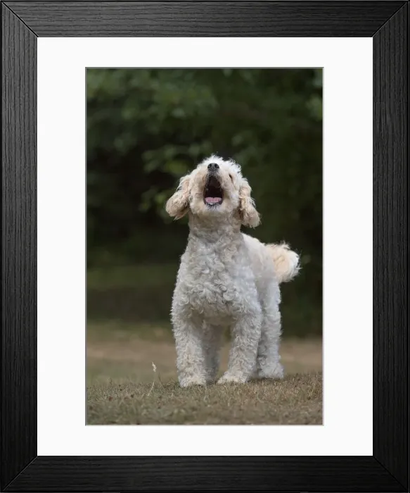 Framed Print : Picture No. 12479479