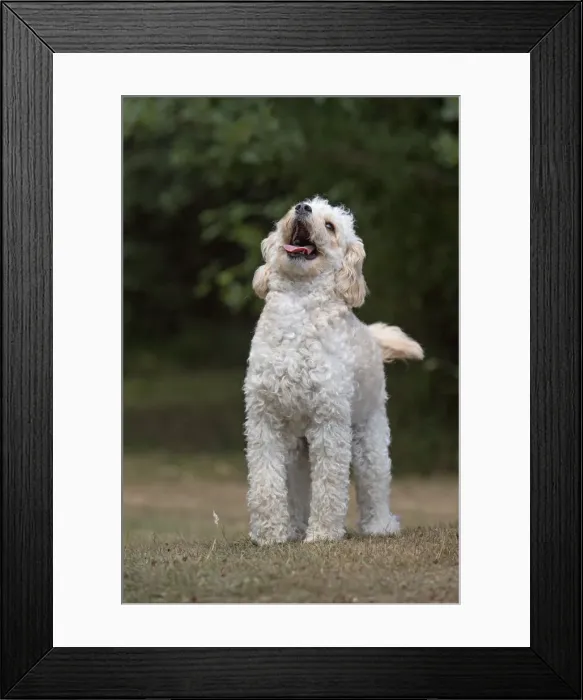 Framed Print : Picture No. 12479480 Framed Print : Picture No. 12479480
